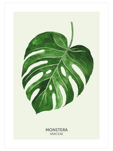 Monstera Yaprağı - Art Print